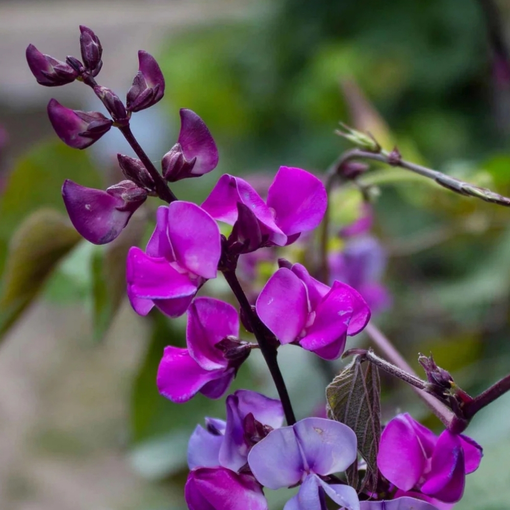 Climbing Purple Hyacynth Beans